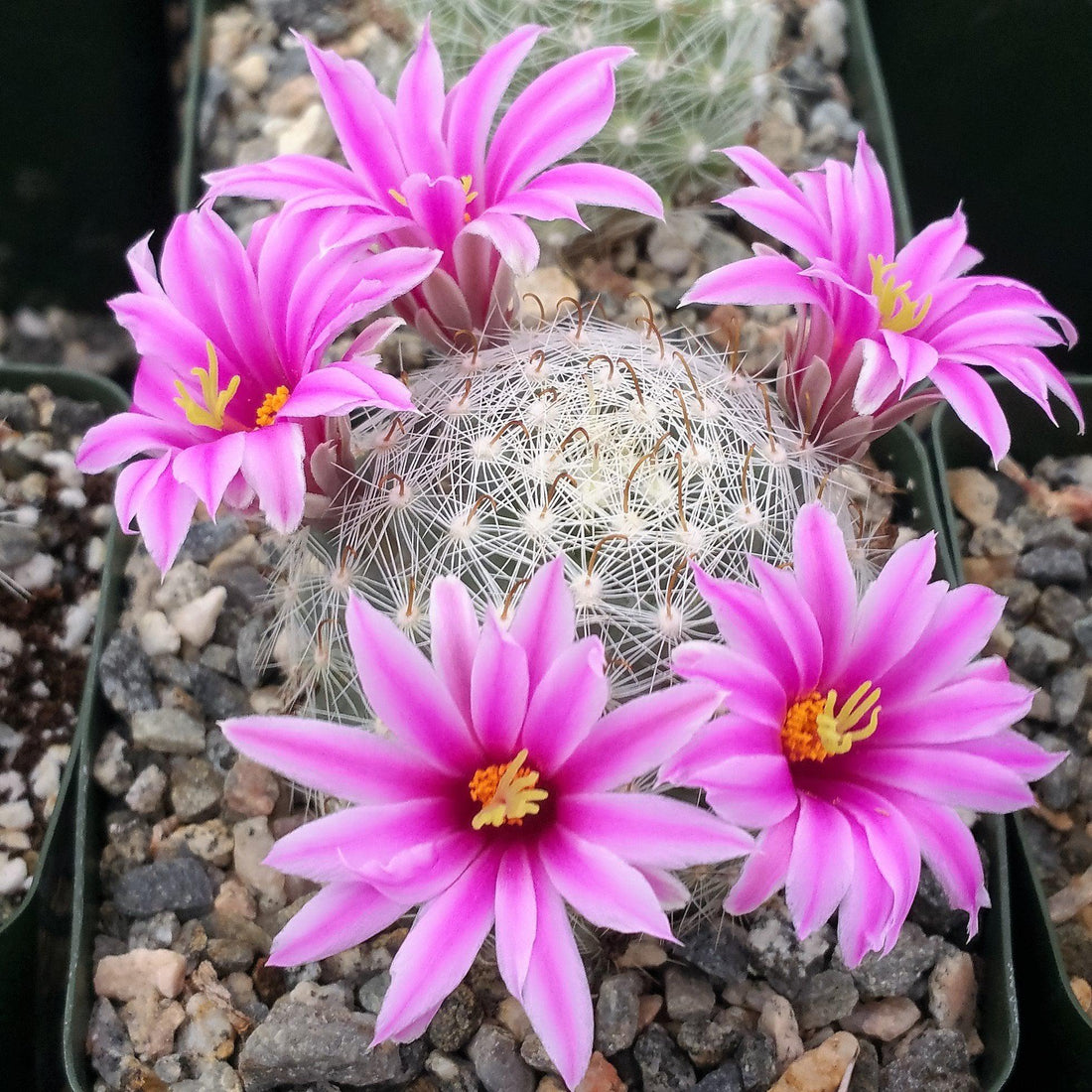 Mammillaria flower seeds