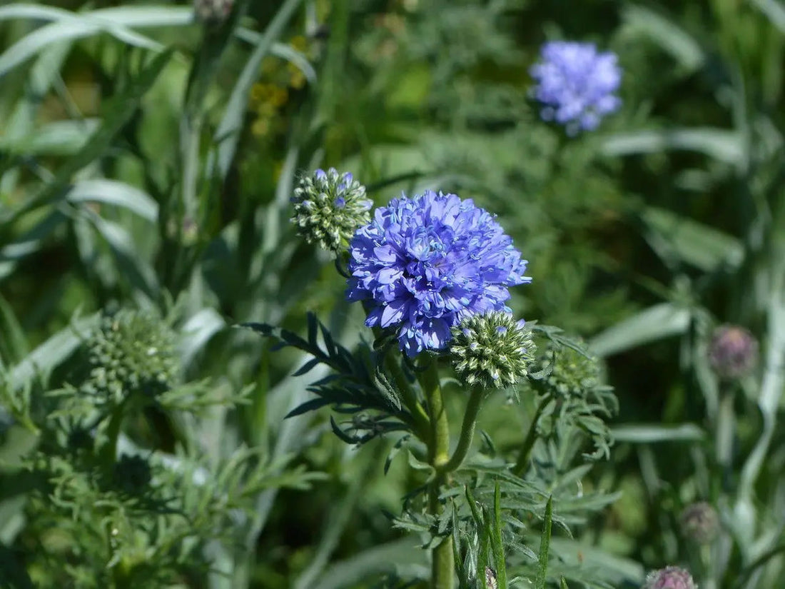 Globe Gilia flower seeds