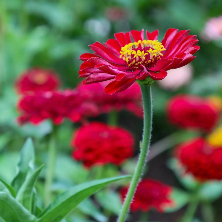 Bright Red Zinnia plant