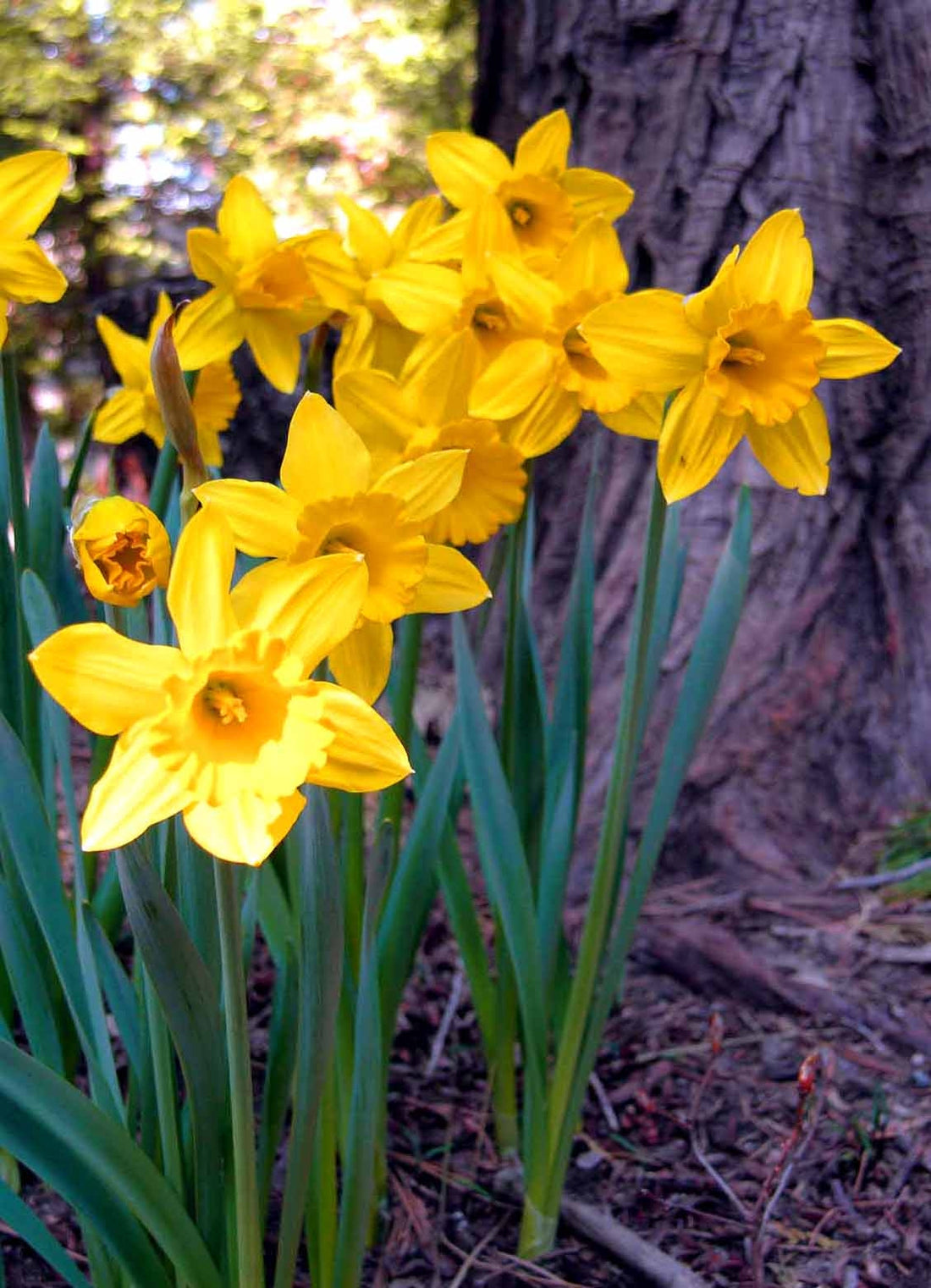 Daffodil Narcissus flower seeds