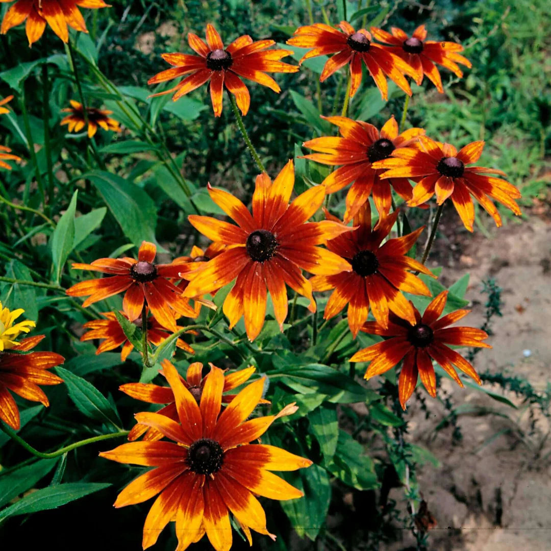 Chocolate Orange flower seeds