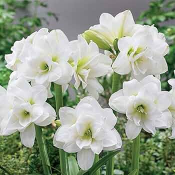 White Green flower seeds