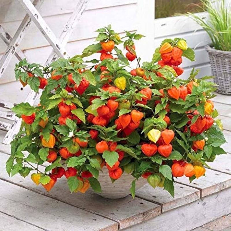 Peruvian Ground Cherry Fruit Seeds for Planting – Heirloom Non-GMO Garden Seeds