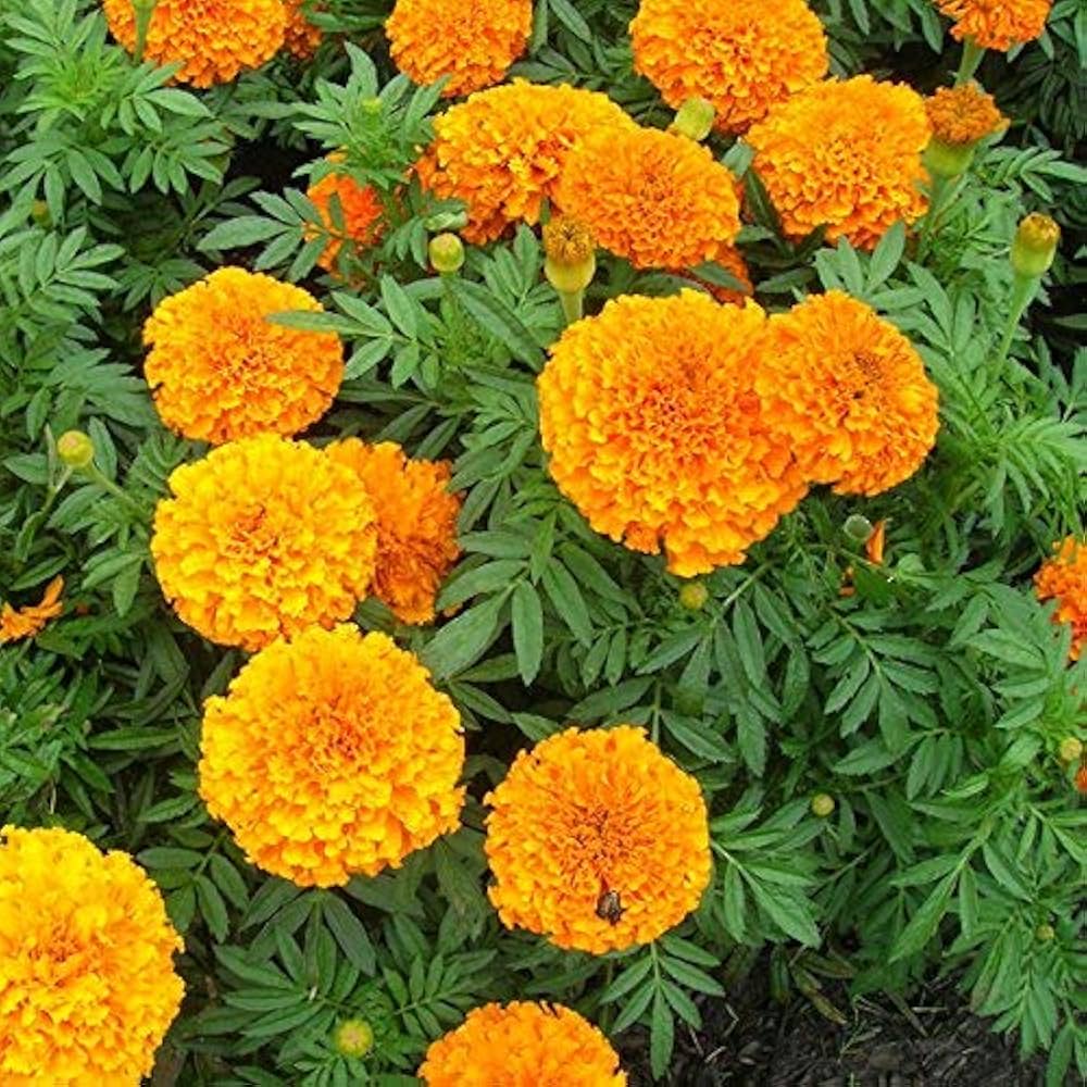 Marigold Tagetes flower seeds