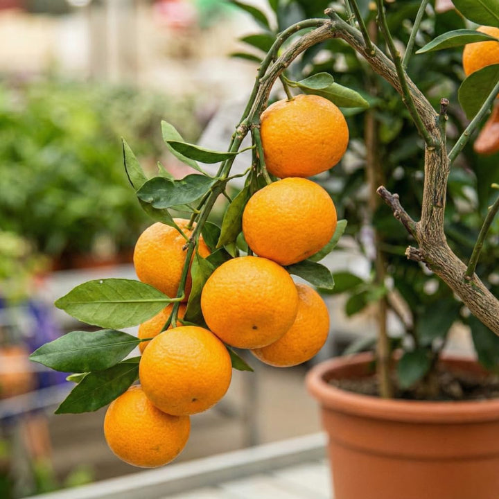 orange mandarin seeds