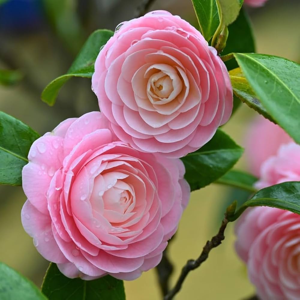 Camellia flower seeds