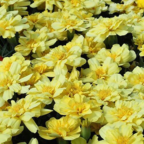 Vanilla Cream Marigold plant