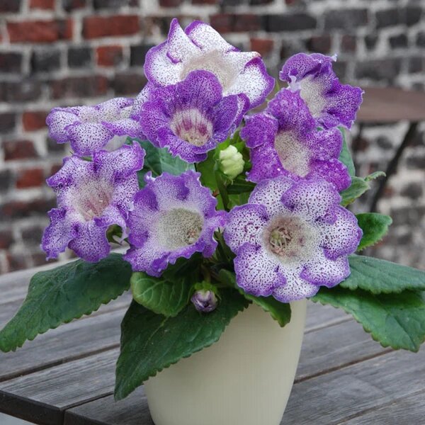 Graines de gloxinia bleu et blanc à planter – Fleurs colorées pour jardin d'intérieur