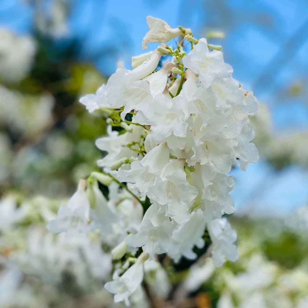 White Jacaranda flower seeds