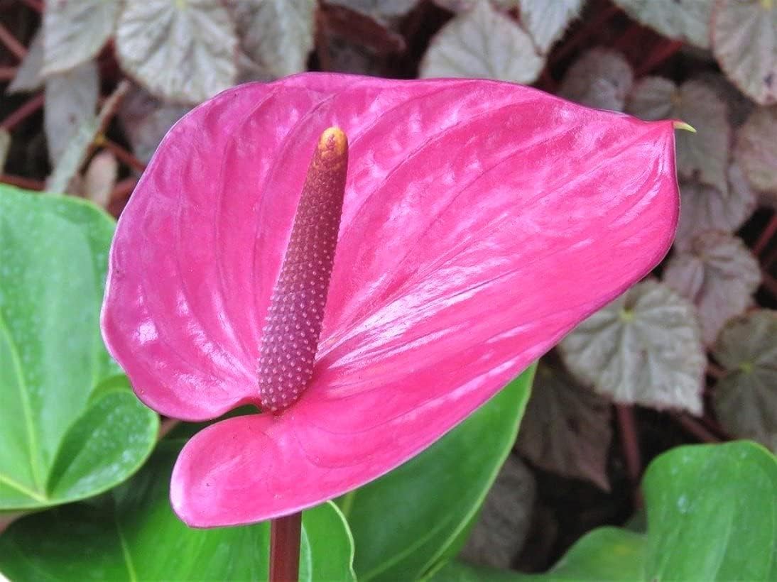Pink Anthurium flower seeds