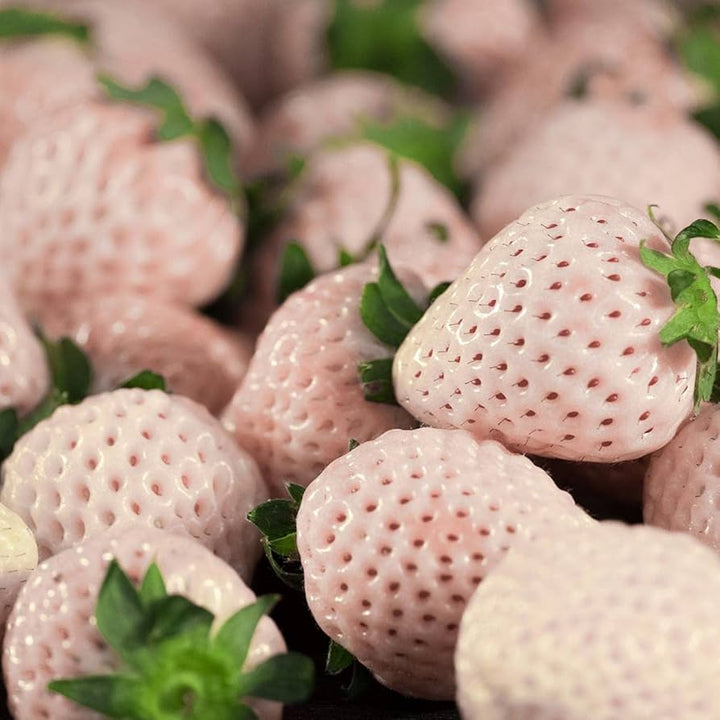 white soul strawberry seeds