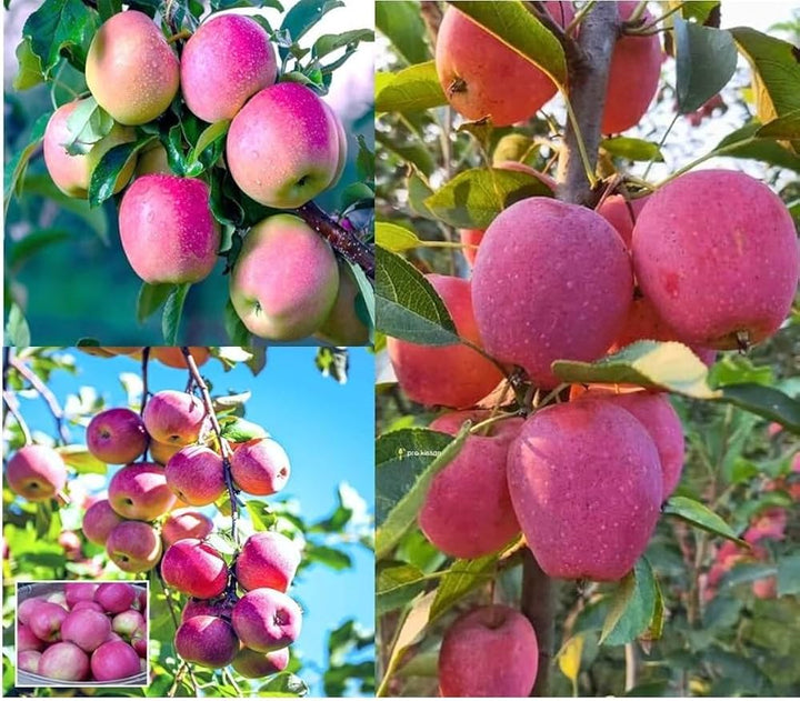 Pink Apple Fruit Seeds for Planting – Rose Apple Garden Tree Seeds
