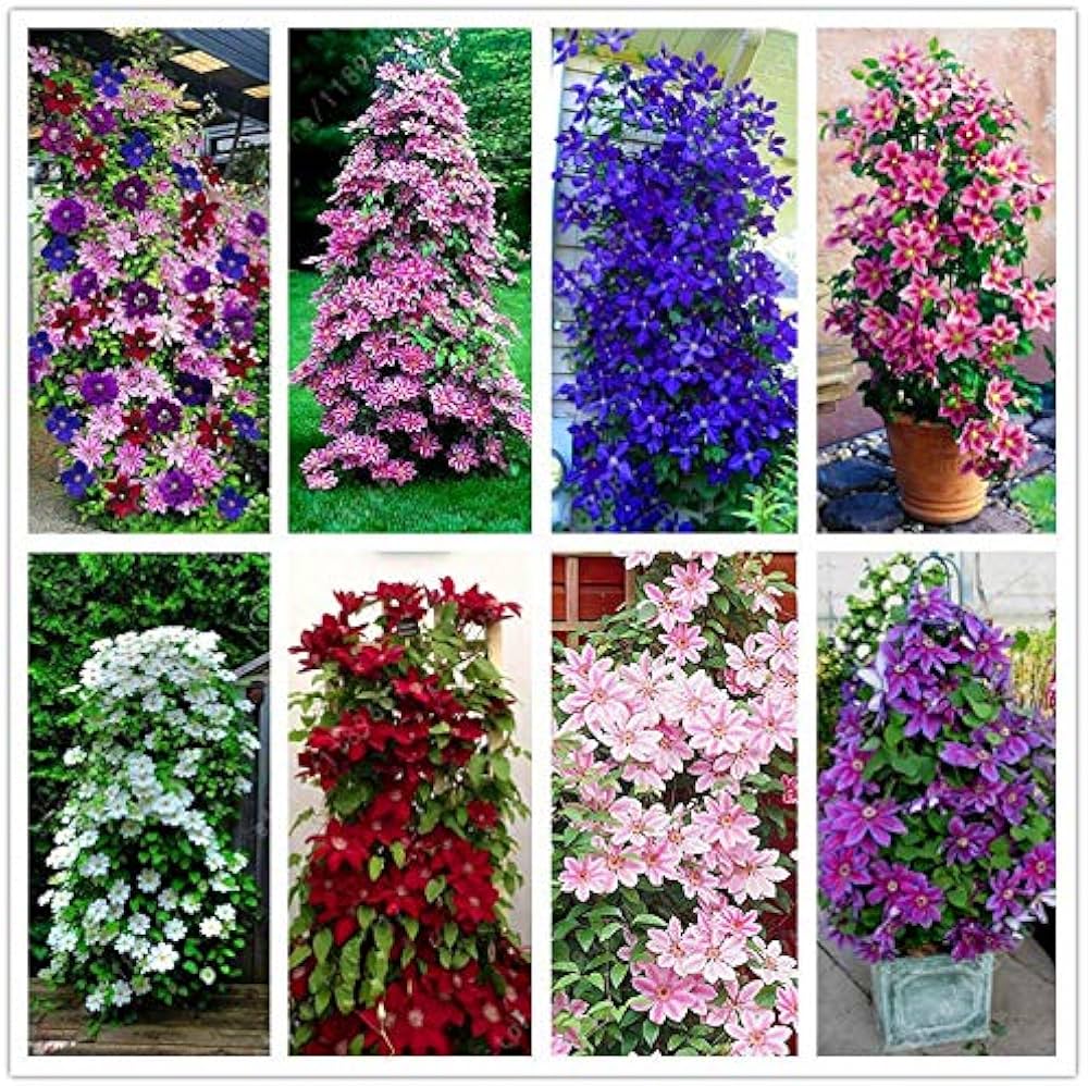 Colors Clematis flower seeds
