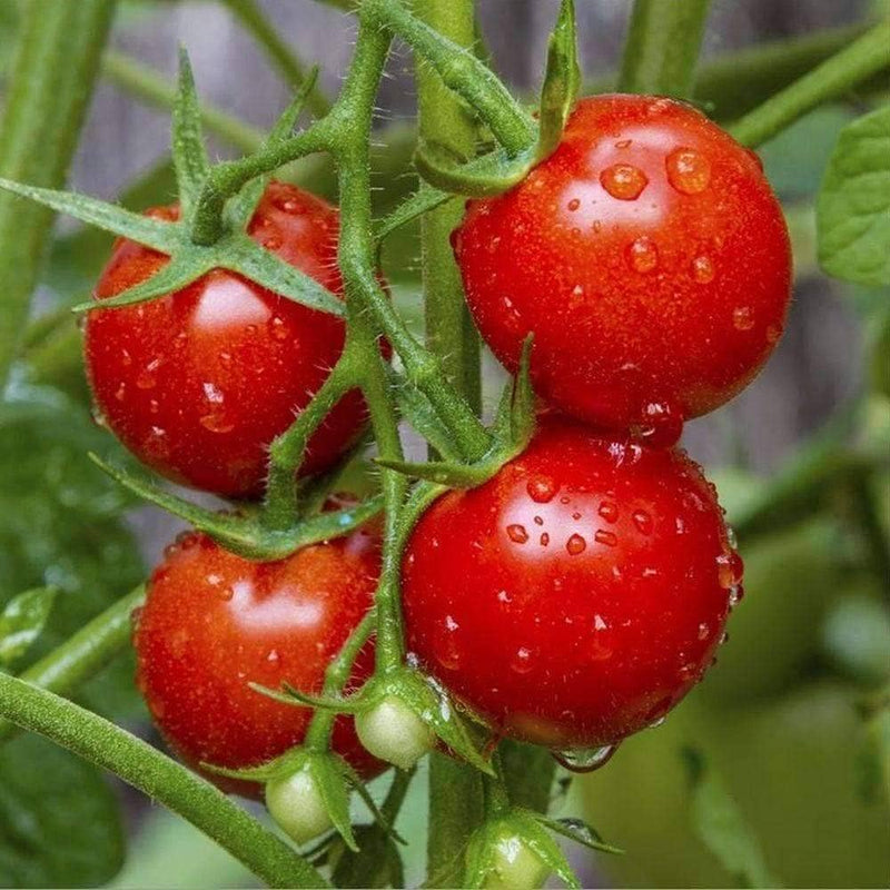 Tomato Vegetable Seeds for Planting – Heirloom Non-GMO Garden Seeds