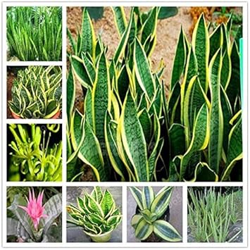Sansevieria flower seeds