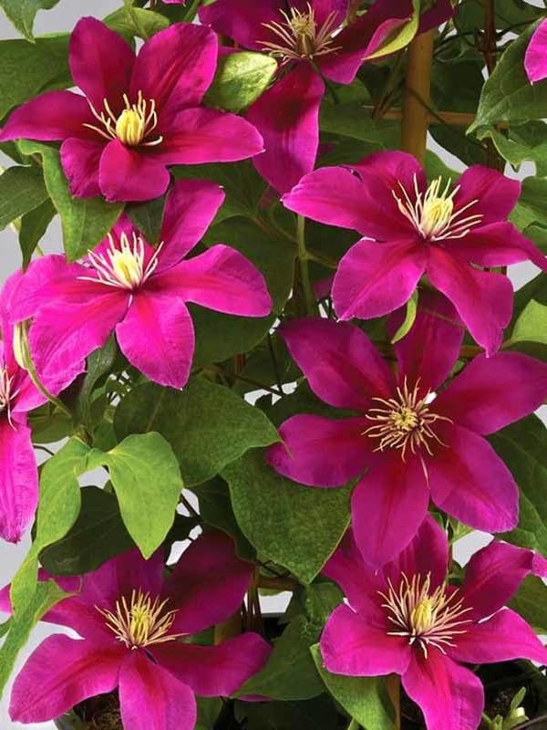 Pink Yellow flower seeds