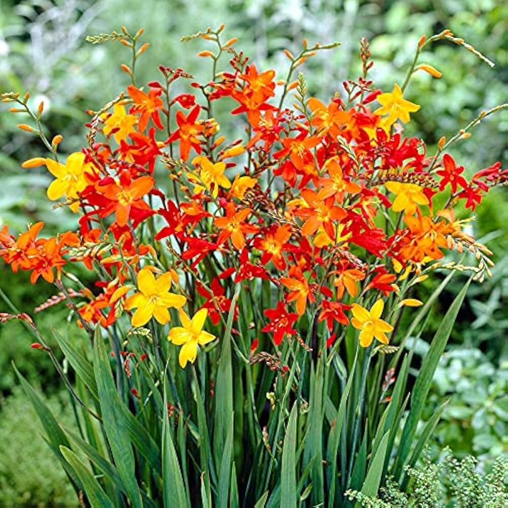 Crocosmia flower seeds