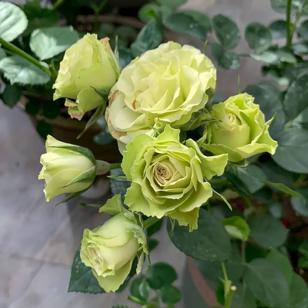 Green Rose flower seeds