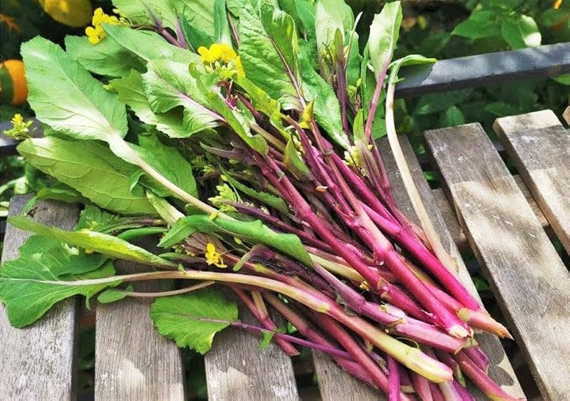 Kosaitai Seeds for Planting – Asian Leafy Vegetable Seeds