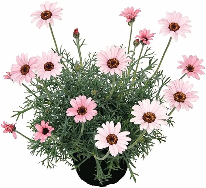 Pink Leucanthemum flower seeds