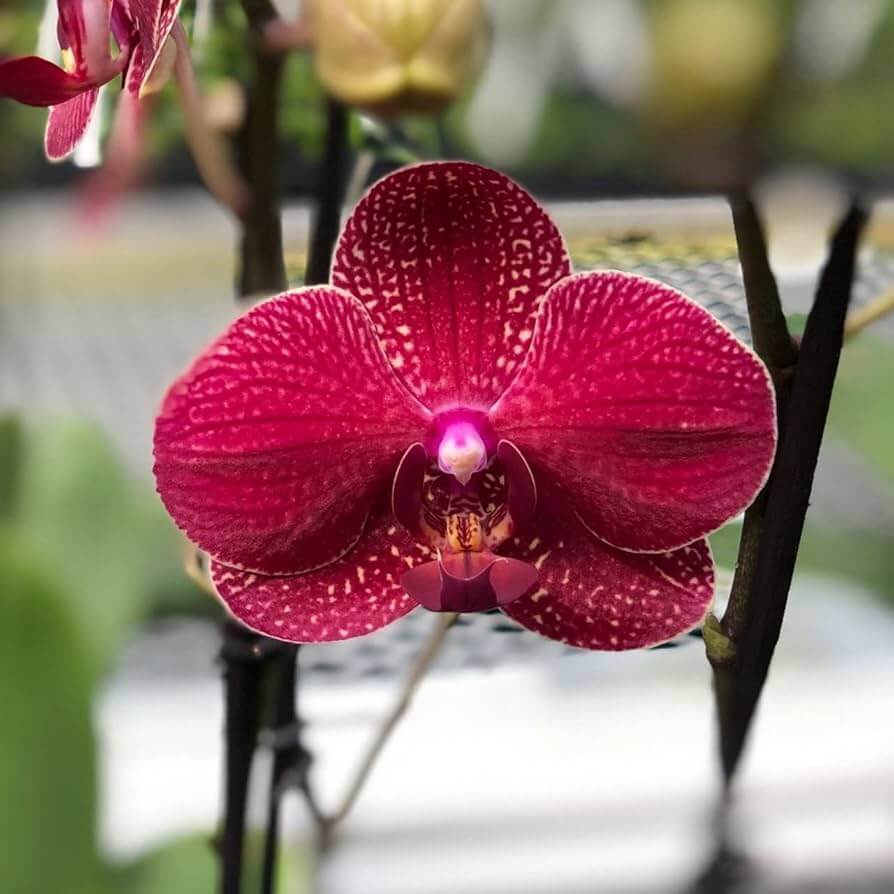 Red Phalaenopsis Orchid plant