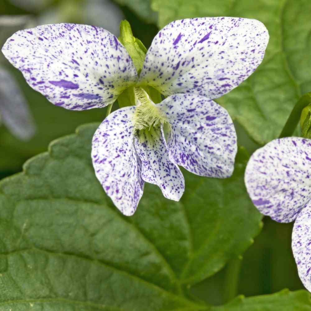 Viola Tricolor flower seeds