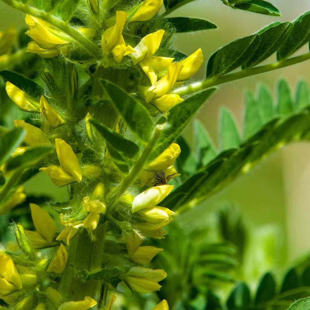 Yellow Astragalus flower seeds