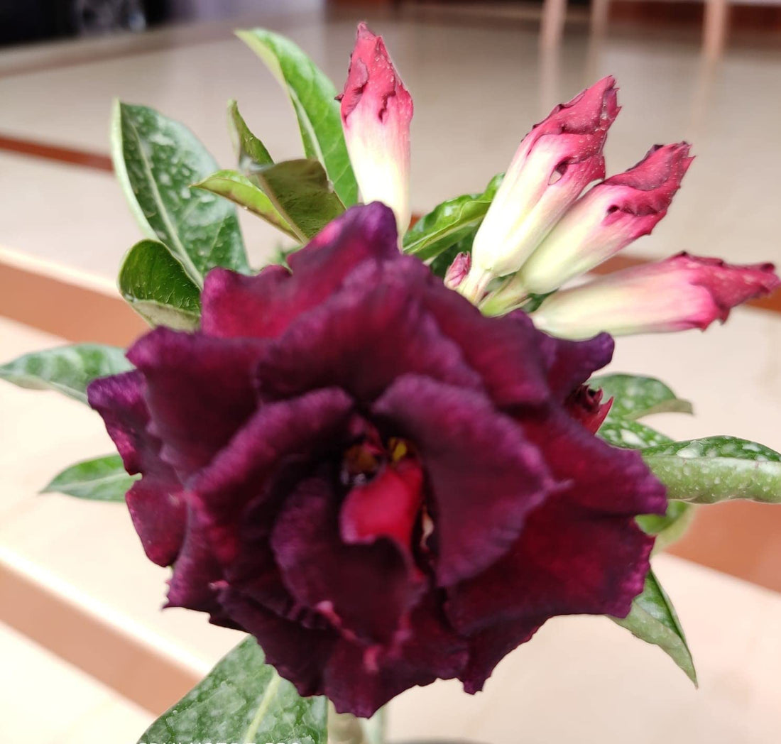 Maroon Adenium flower seeds