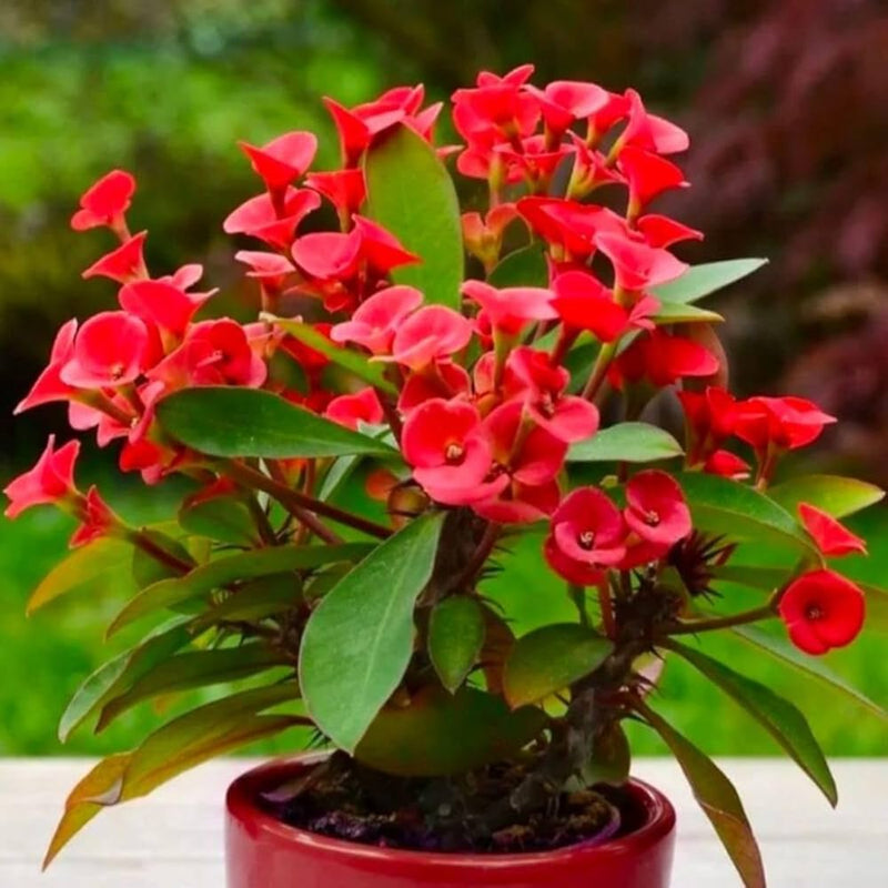 Euphorbia Milii Flower Seeds for Planting – Heirloom Non-GMO Garden Seeds