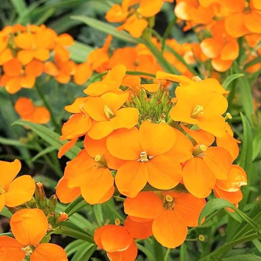 Orange Erysimum flower seeds