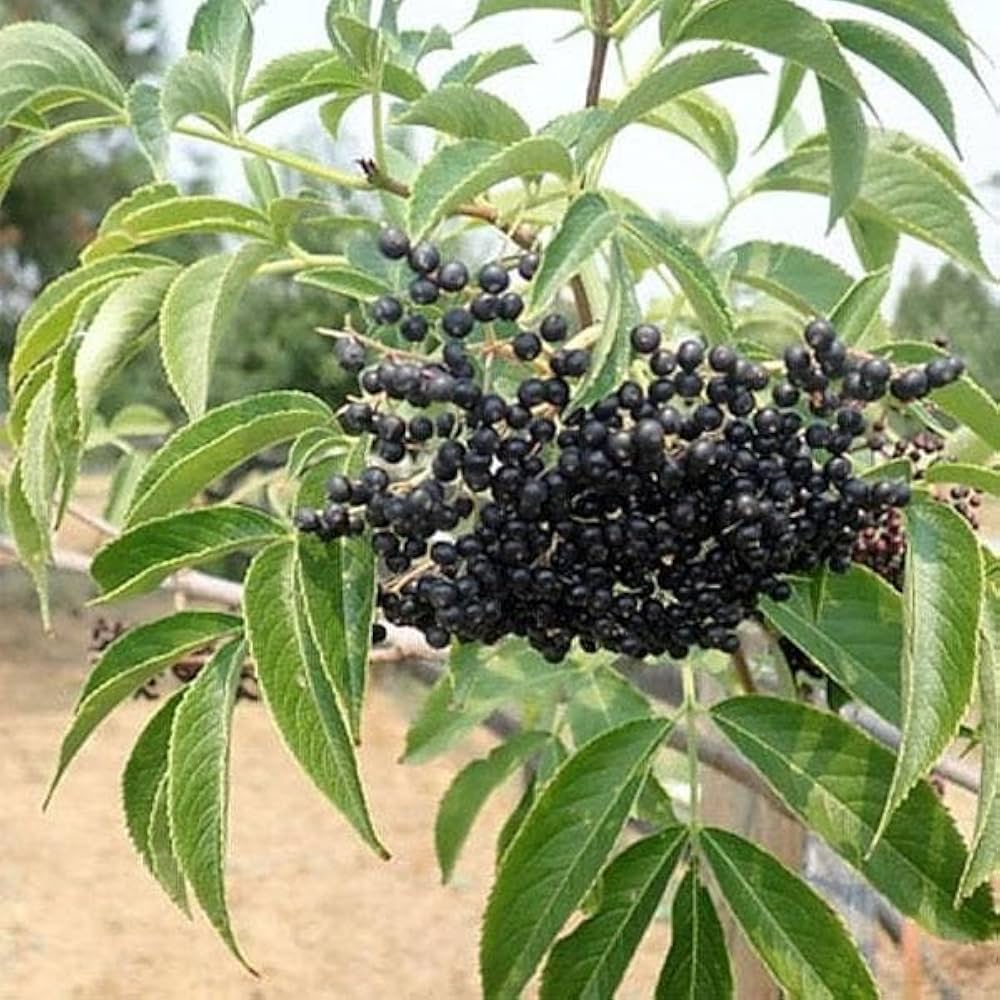 american elderberry seeds