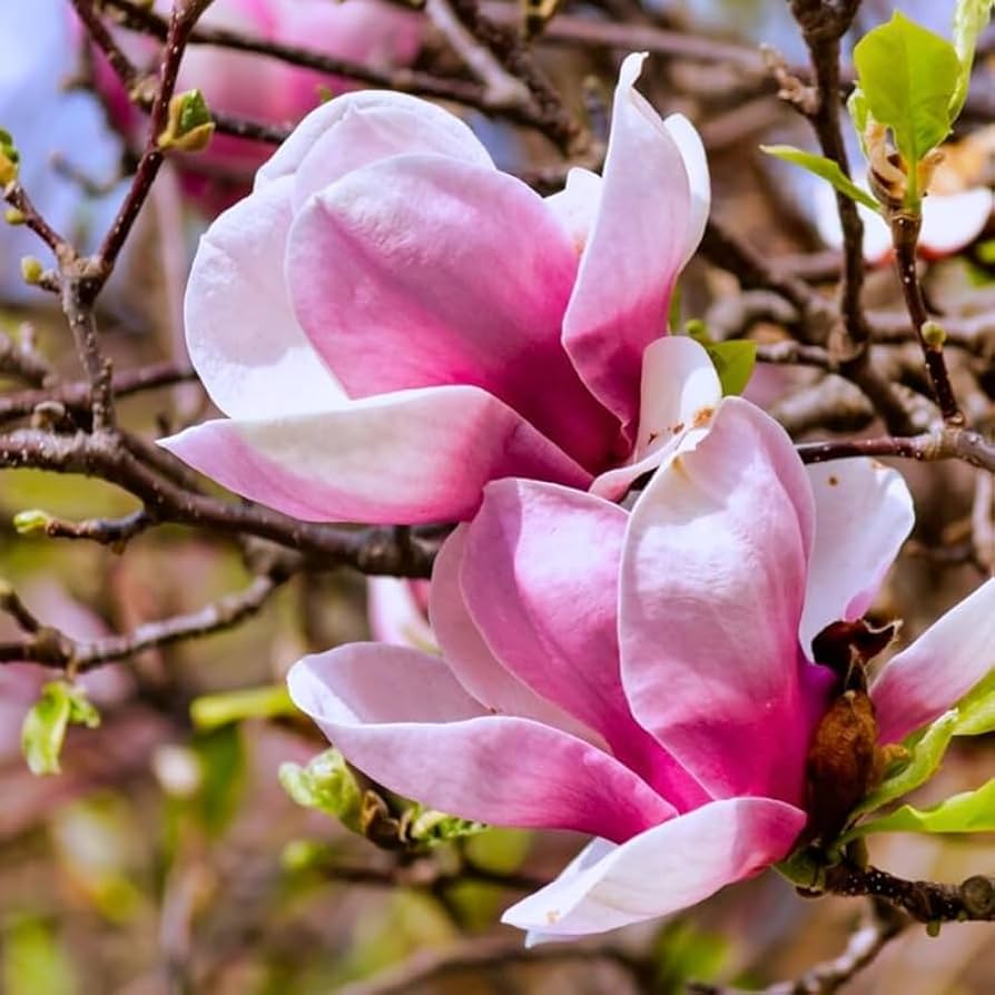 Light Pink flower seeds