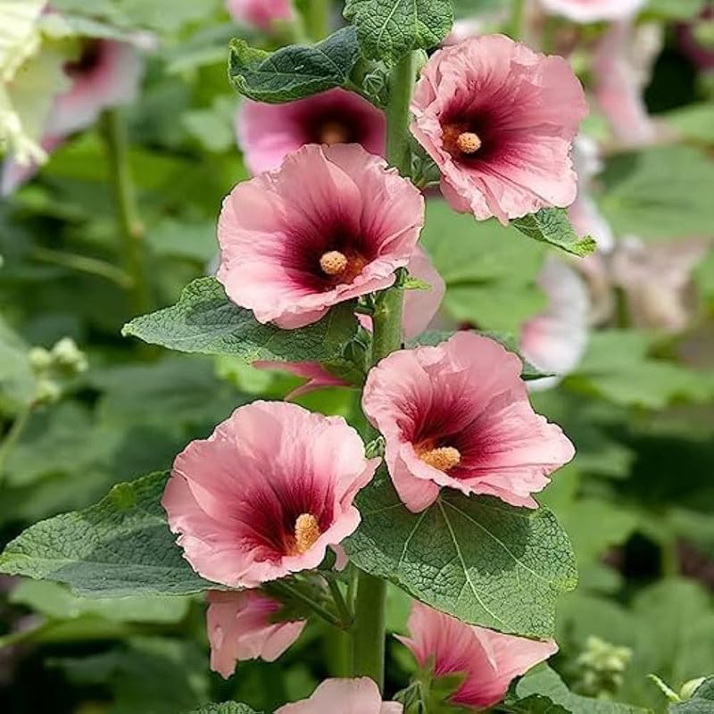 Pink Yellow flower seeds