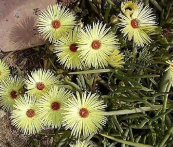 Yellow Cephalophyllum flower seeds
