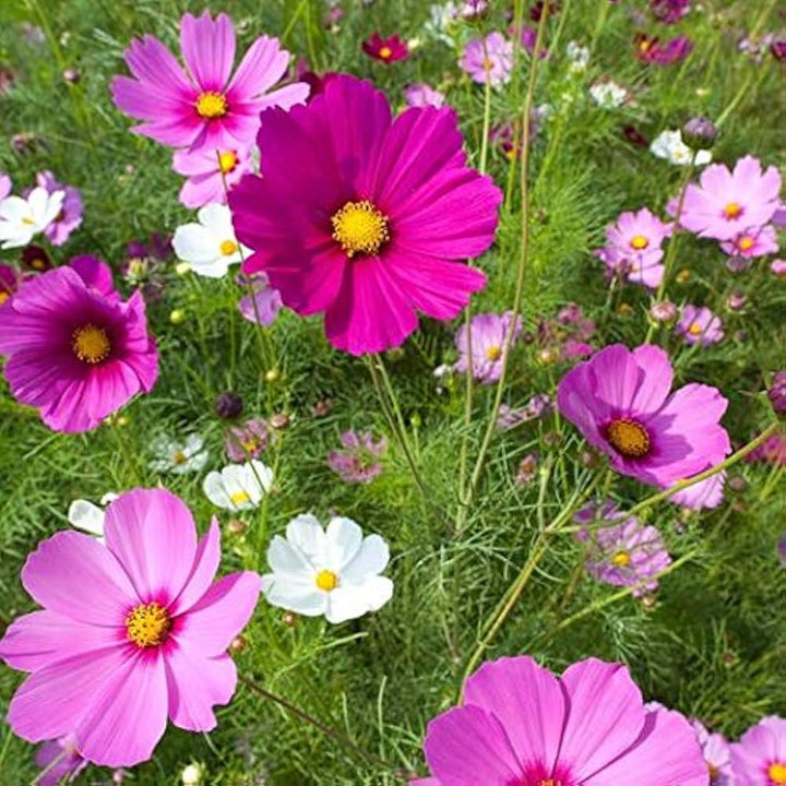 Cosmos Pink flower seeds
