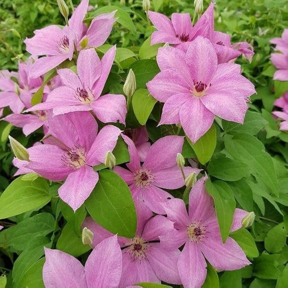 Clematis Baby flower seeds