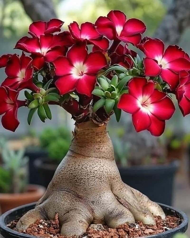 Red Adenium flower seeds