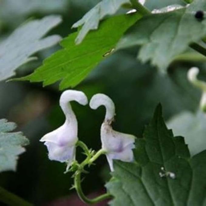 Swan flower seeds