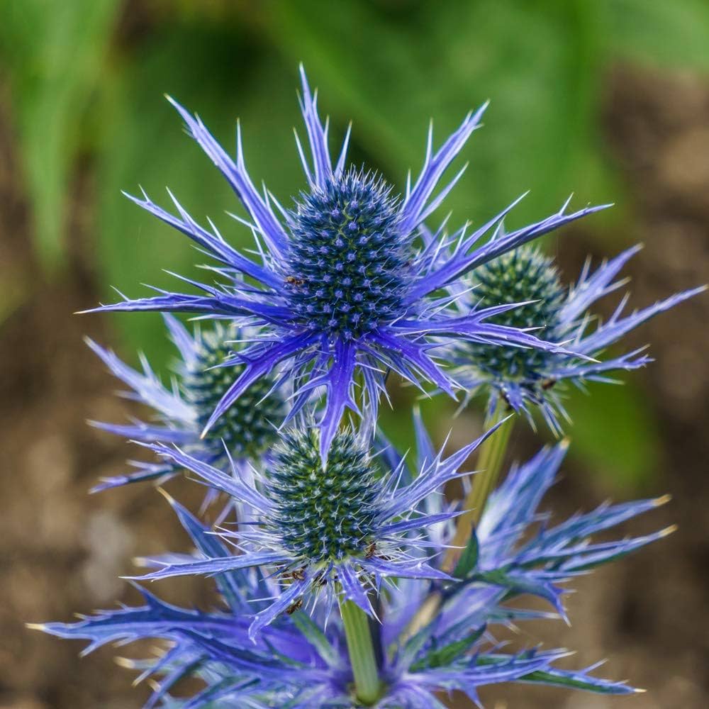 Hobbit Sea flower seeds