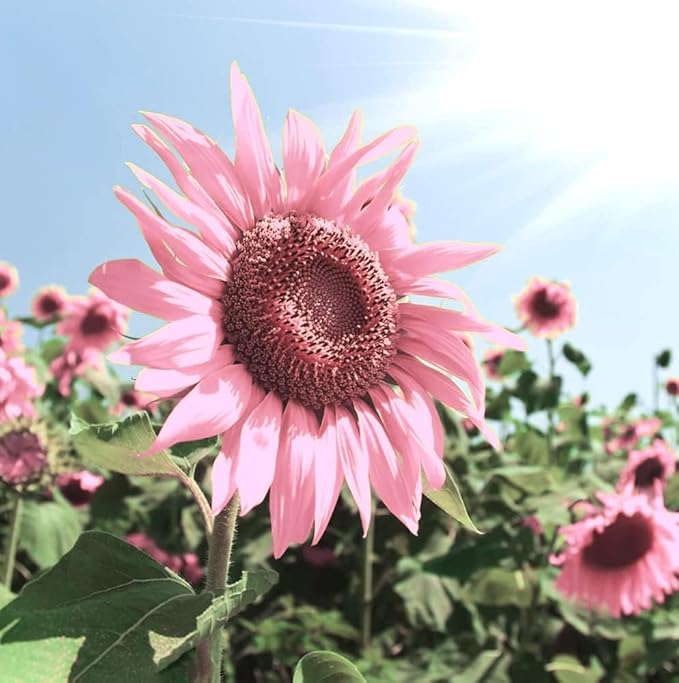 Light Pink flower seeds