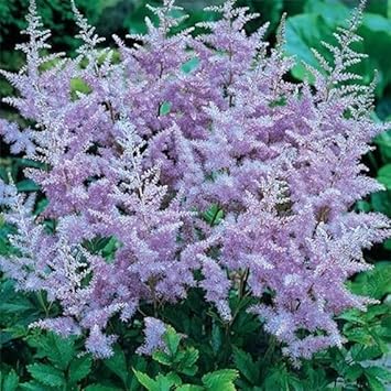 Lavender Astilbe flower seeds