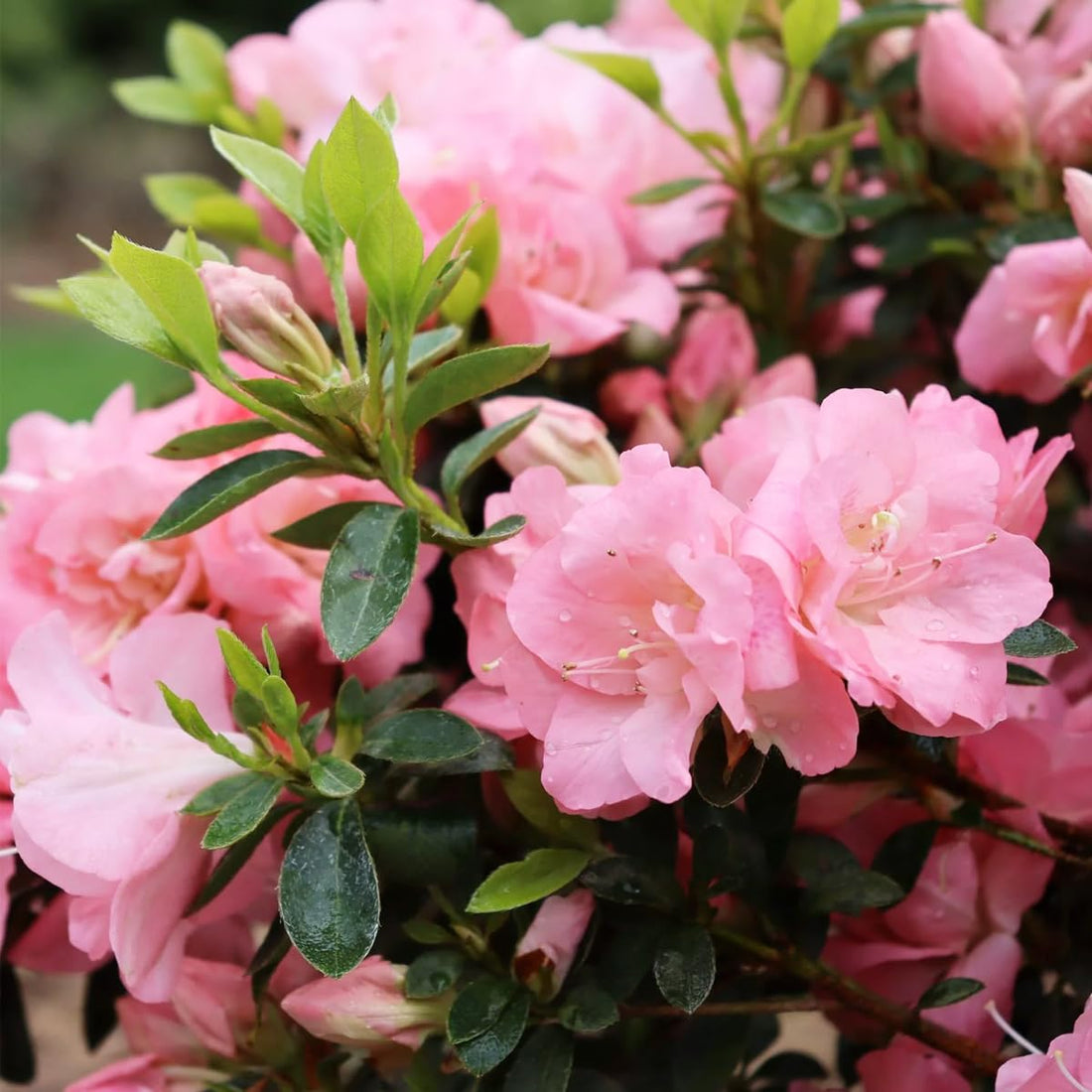 Baby Pink flower seeds