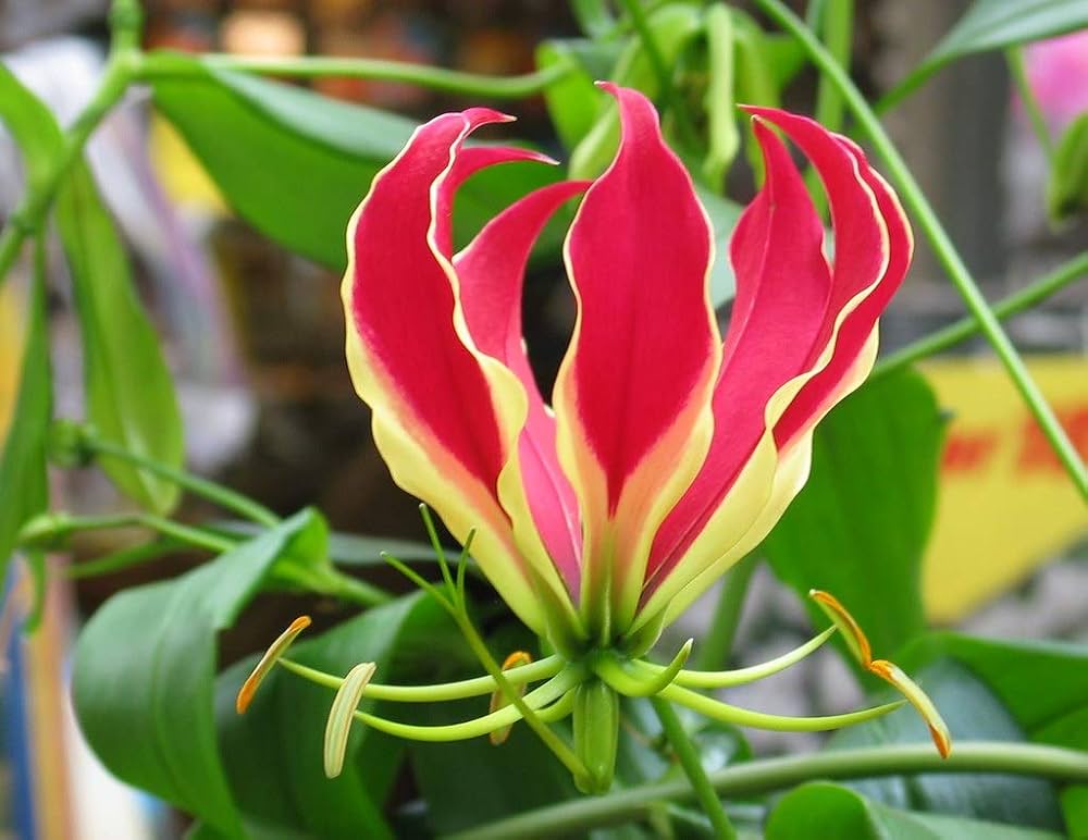 Red Yellow flower seeds
