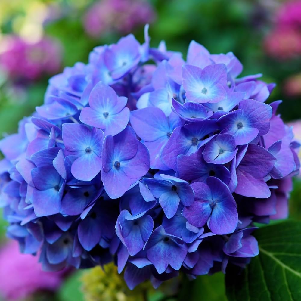 Blue Purple flower seeds