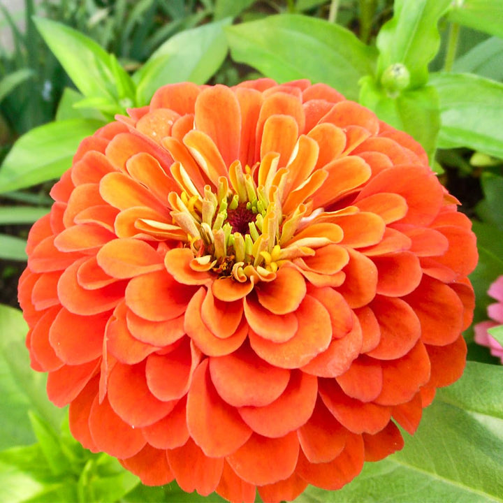 Orange King flower seeds