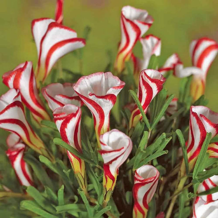 Candy Cane flower seeds