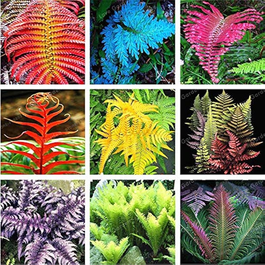 Multicolour Fern flower seeds