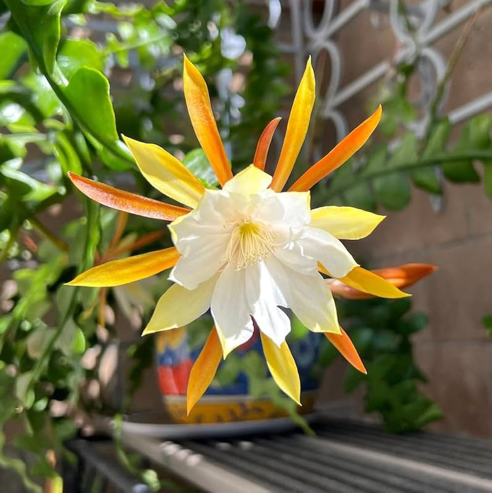 Epiphyllum Anguliger flower seeds