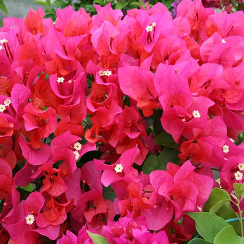 Bougainvillea Flower Seeds for Planting – Heirloom Flowering Vine Seeds