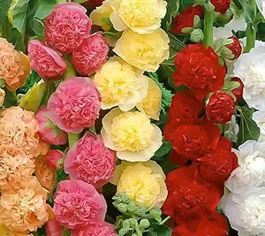 Hollyhock Alcea flower seeds